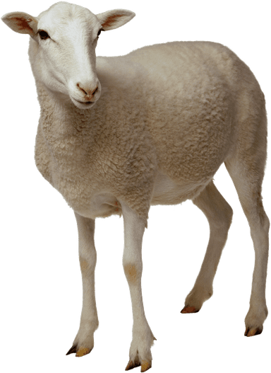 sheep